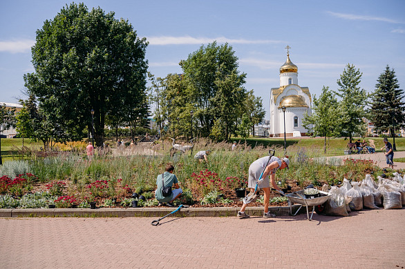 На клумбе в центре Иванова заменили 150 отравленных в мае растений